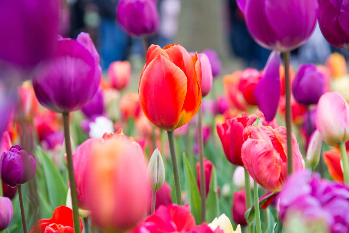 Campo di tulipani in Italia