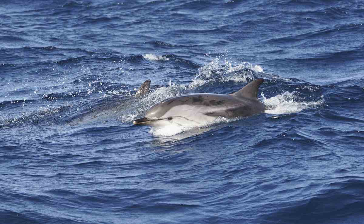 Avvistamento delfini CrocierAcquario