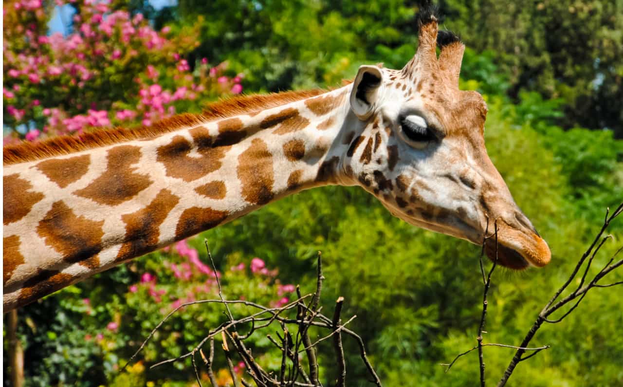 bioparco roma sconti trenitalia