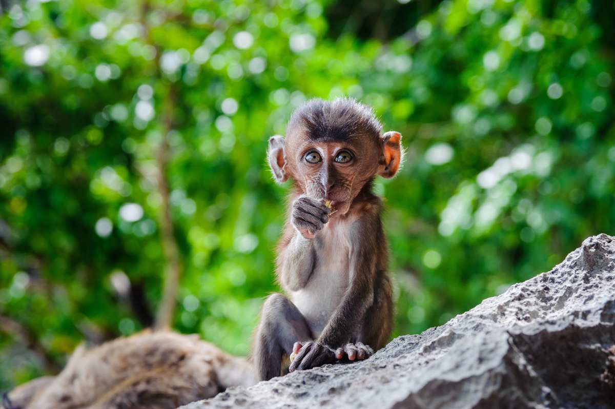 Aumentano i casi di vaiolo delle scimmie: da dove arriva questa malattia?