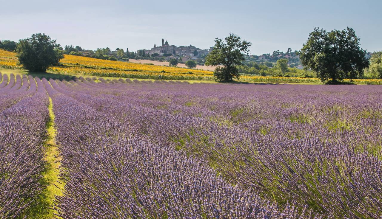 lavanda marche campi