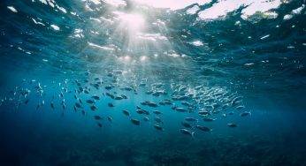 Oggi 8 giugno è la Giornata Mondiale degli Oceani: l’impegno per la tutela