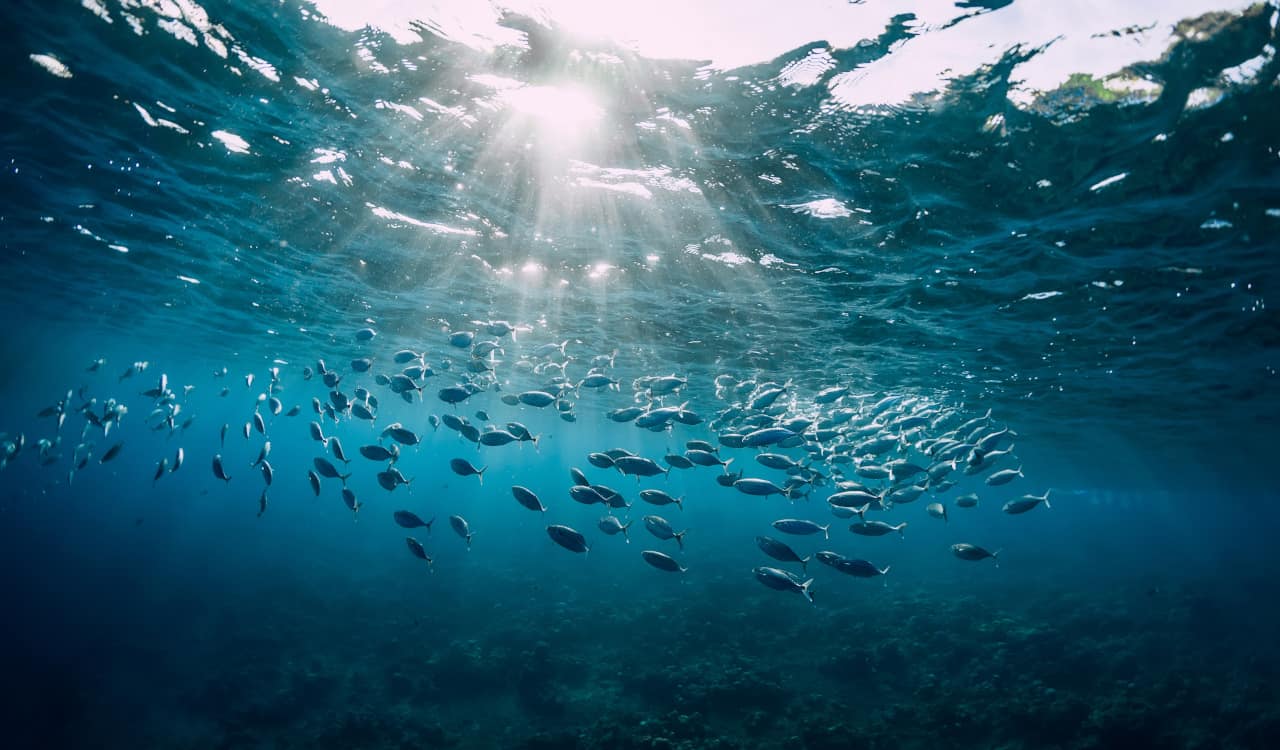 giornata mondiale oceani