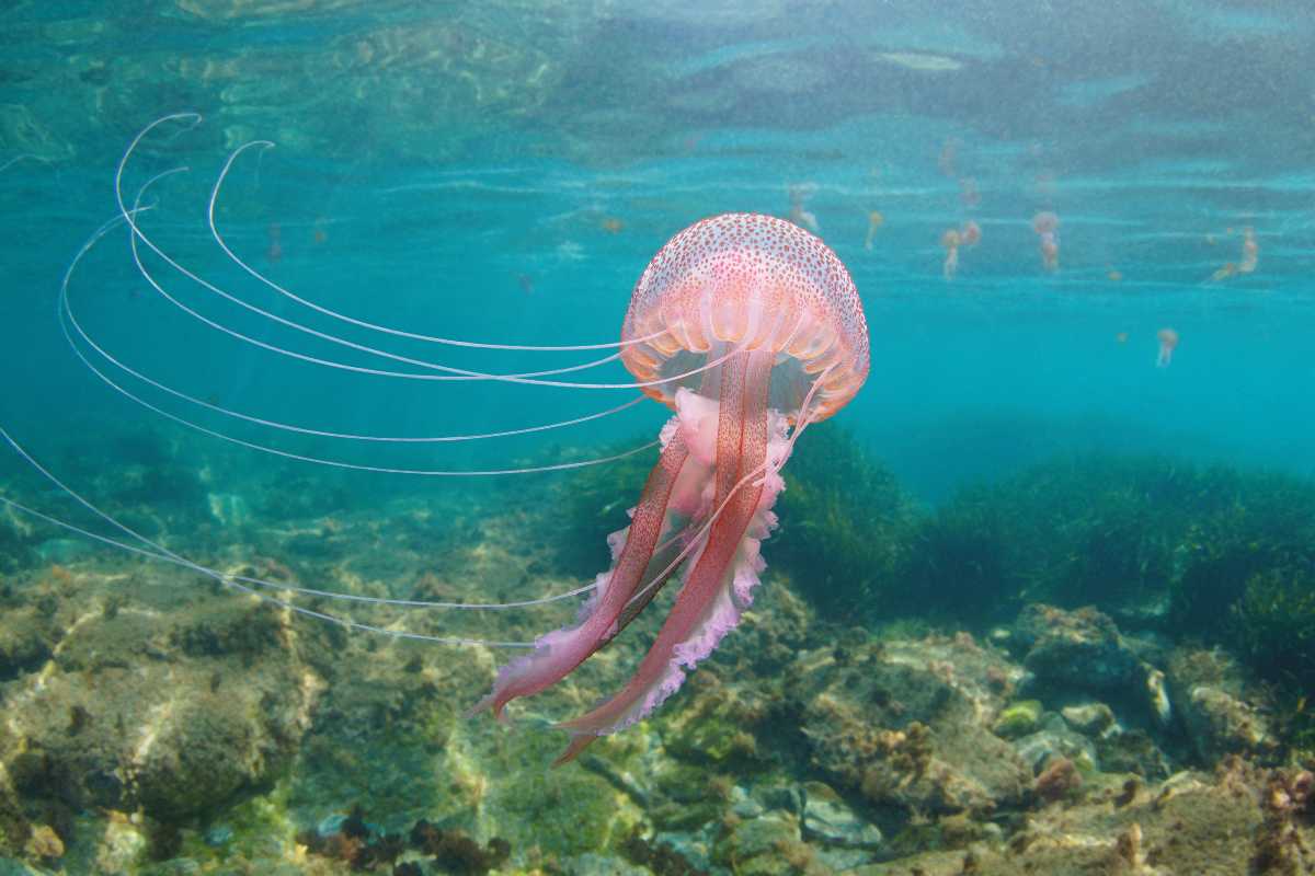 medusa rosa nuota in mare aperto