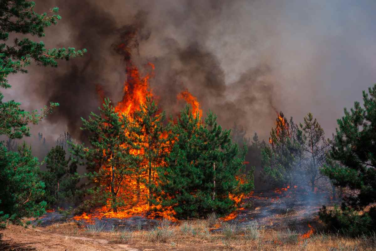 Incendio nei boschi