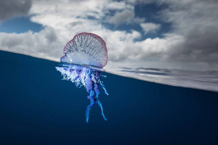 medusa caravella portoghese puntura