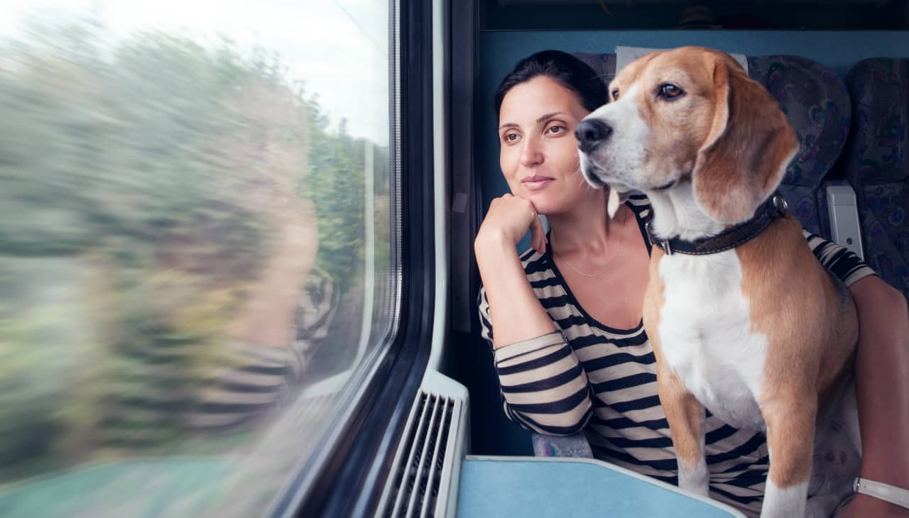 treno cane gratis estate