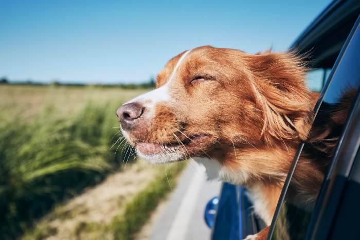 In vacanza con il cane