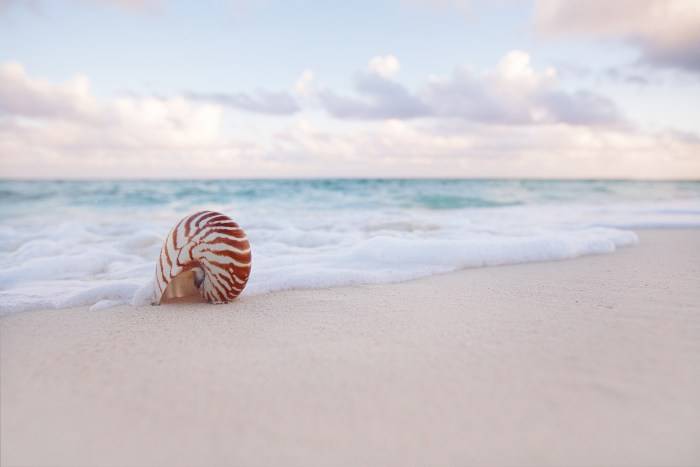 Conchiglia su spiaggia con mare caraibico