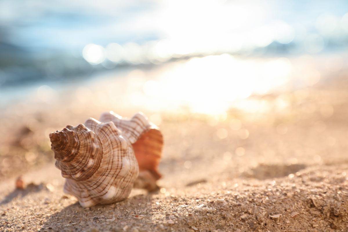 Conchiglia sulla spiaggia all'alba