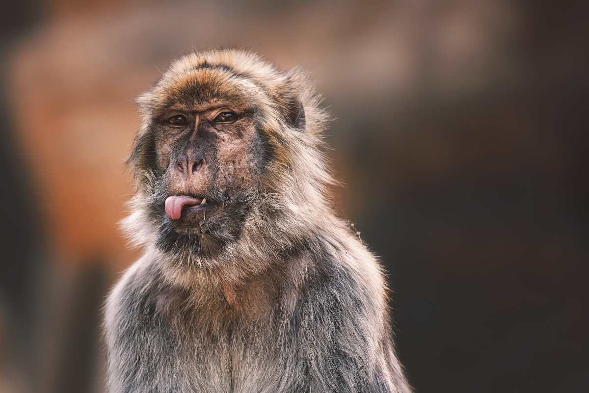 Macaco in primo piano che fa una linguaccia