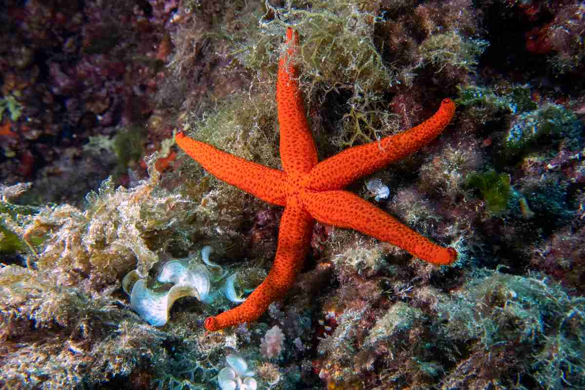 Una stella marina rossa su uno scoglio
