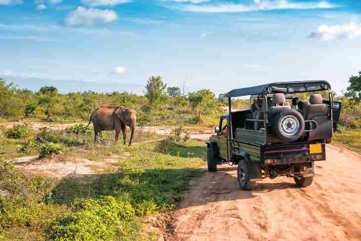 Elefanti in Kenya