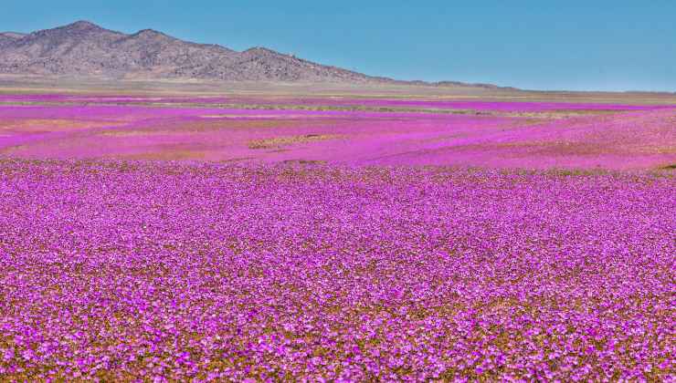 Fioritura Atacama