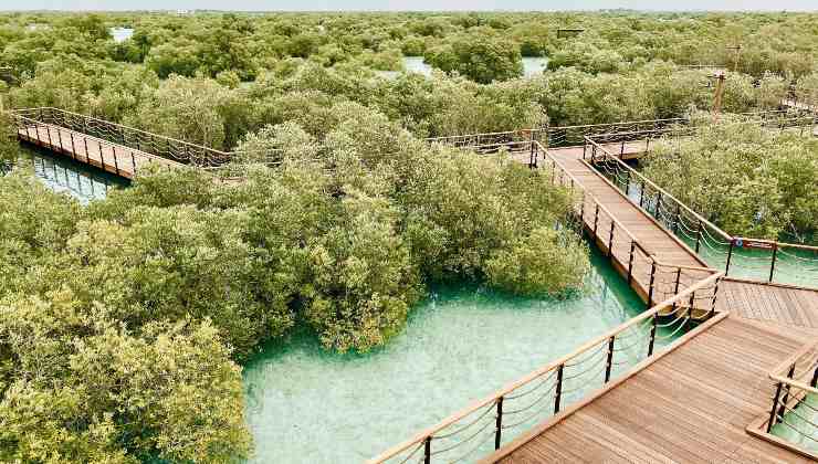 Jubail Mangrove Park Emirati Arabi