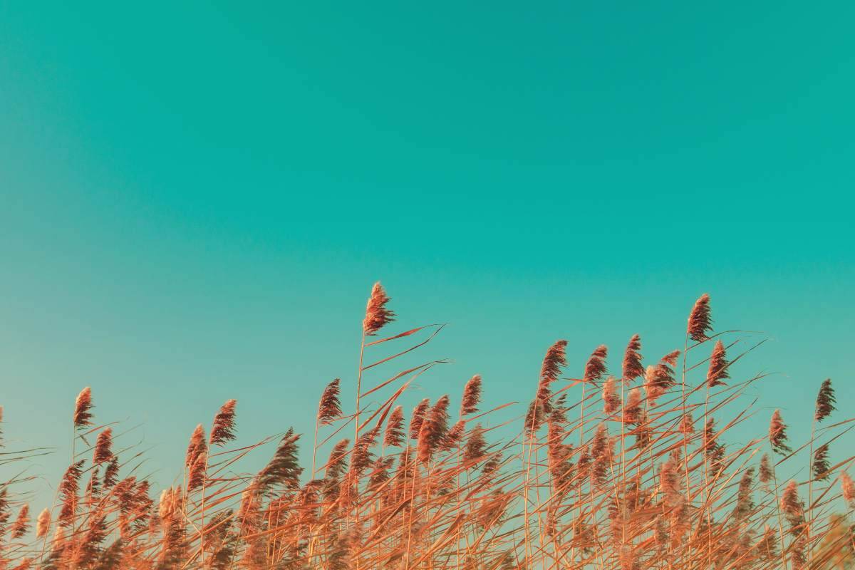 Campo di grano mosso dal vento al tramonto