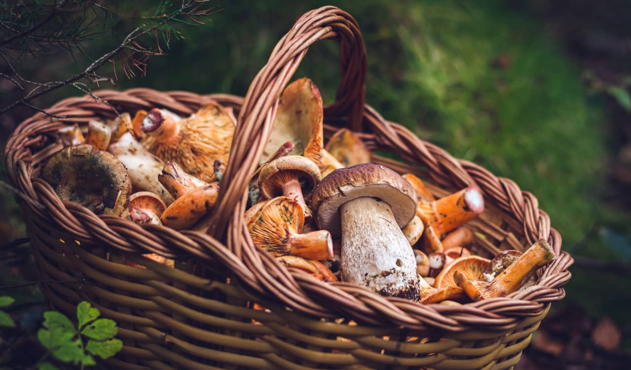 Sagre dei funghi 2022 in Italia: gli eventi da non perdere sagre funghi 2022 italia