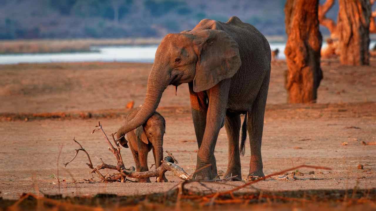 Reteti, Santuario per elefanti rimasti orfani