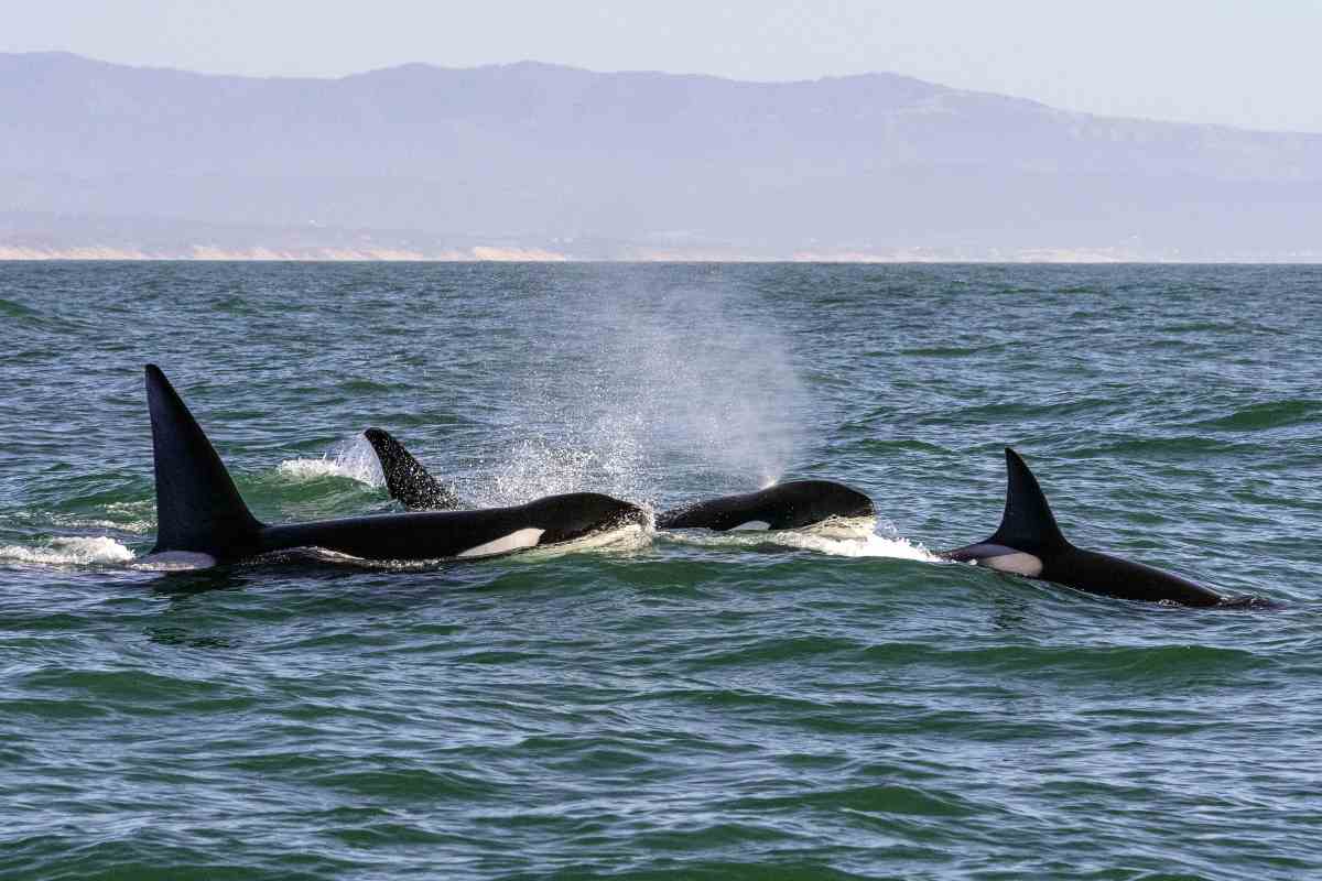 Branco di orche nuotano in libertà