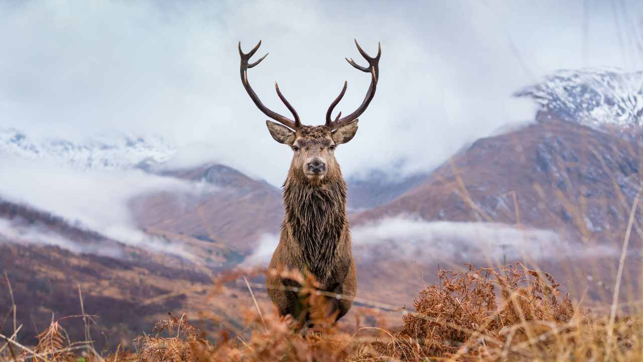 Cervo in liberta: il bramito è come un canto