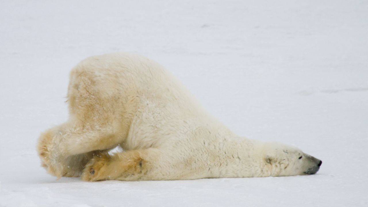 Orsi polari verdi: cosa è successo
