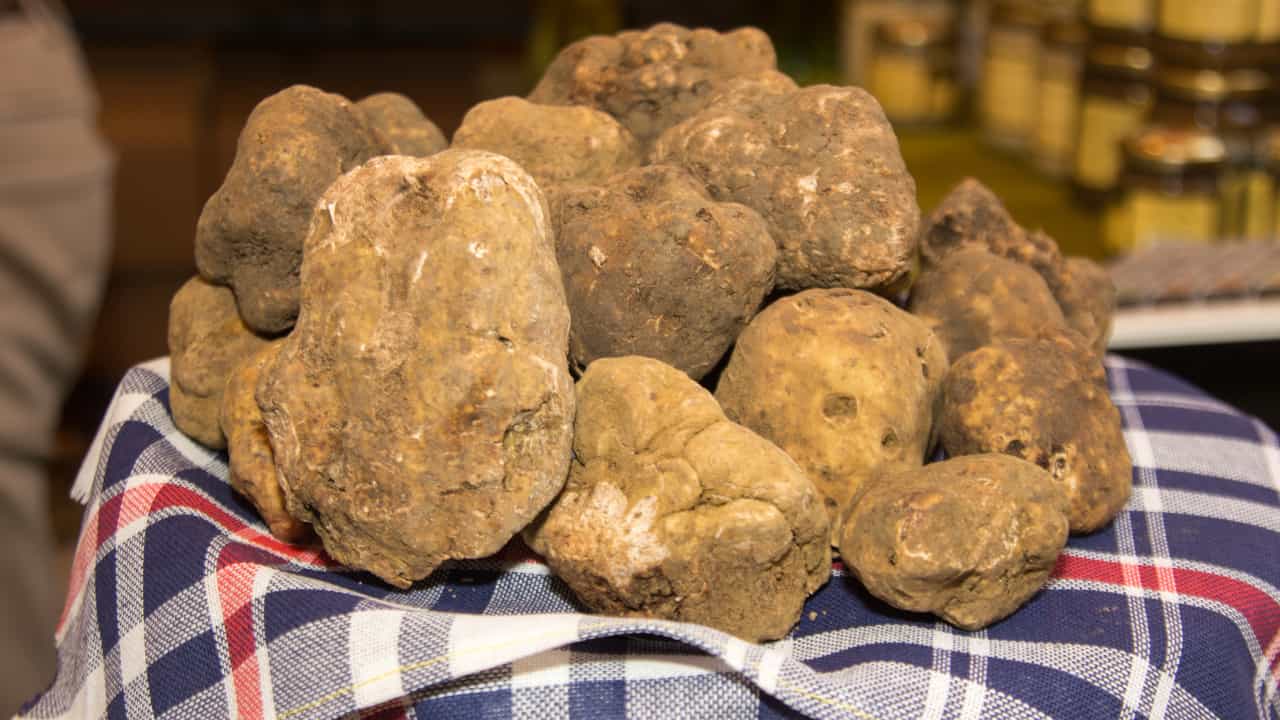 tartufo fiere marche