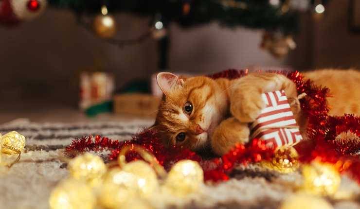 Un albero di Natale a prova di gatto