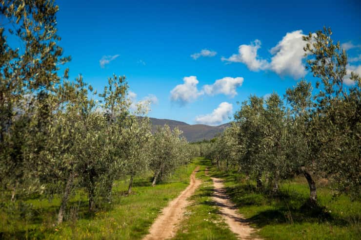 frantoi aperti umbria olio