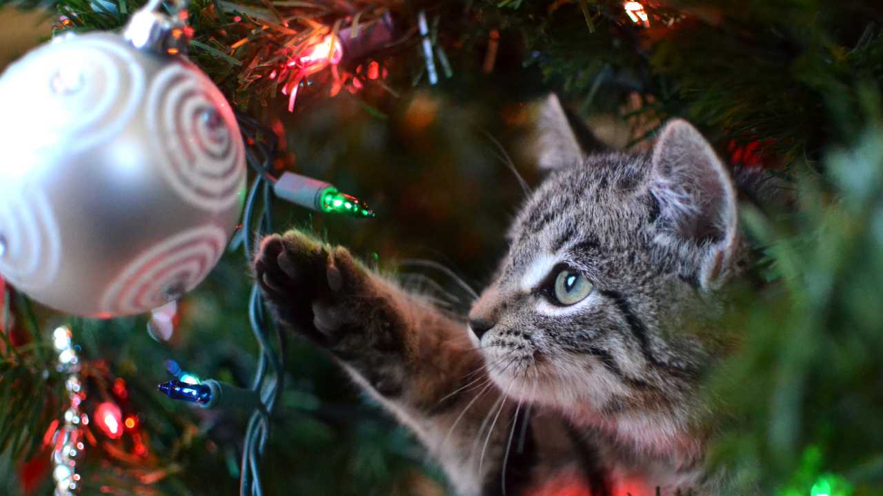 Gatto che gioca con le palline dell'albero di Natale