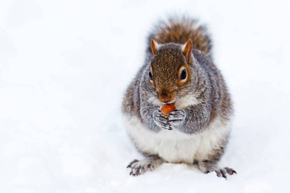 Scoiattolo nella neve