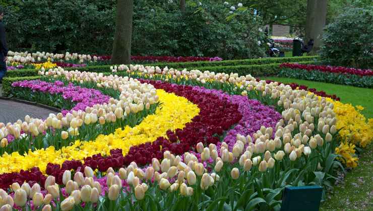 Keukenhof Olanda