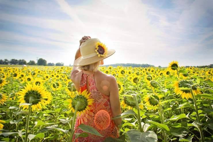 Campi di girasole fioriti in primavera