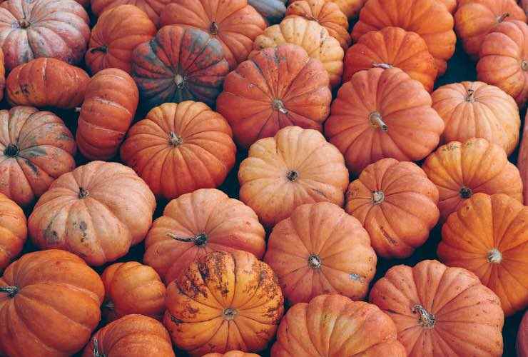 visita ai Pumpkin Patch italiani