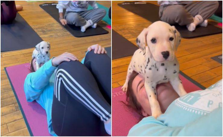 cucciolo yoga puppy video dolce divertente 
