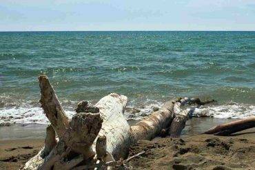 Mare della maremma con tronco su sabbia