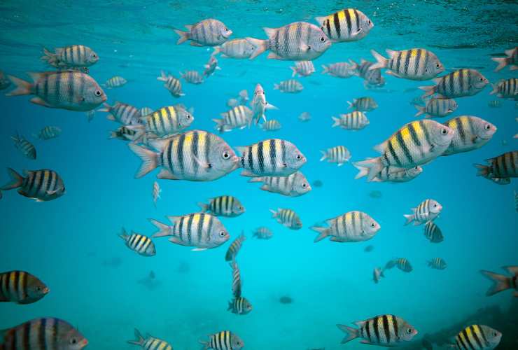 pesci nell'oceano