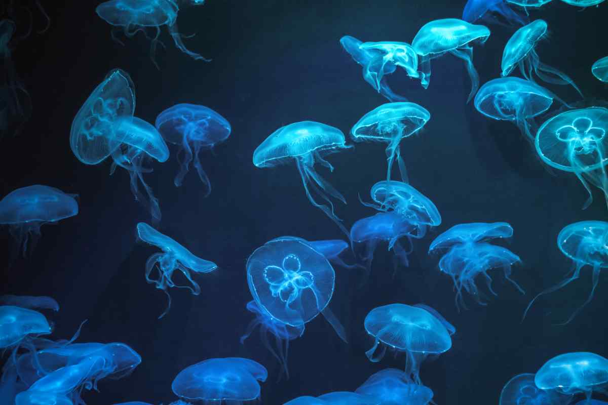 meduse con effetto neon