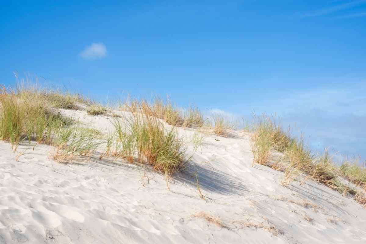 Una delle dune sabbiose in Italia con la vegetazione tipica