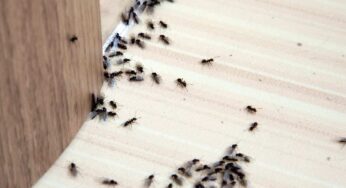 Tornano le formiche: apri lo scaffale, il repellente è sotto ai tuoi occhi