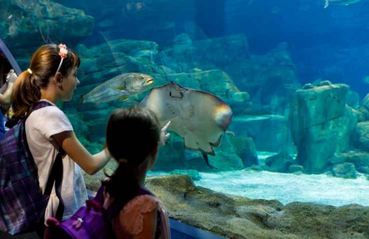 Bambini che guardano l'acquario