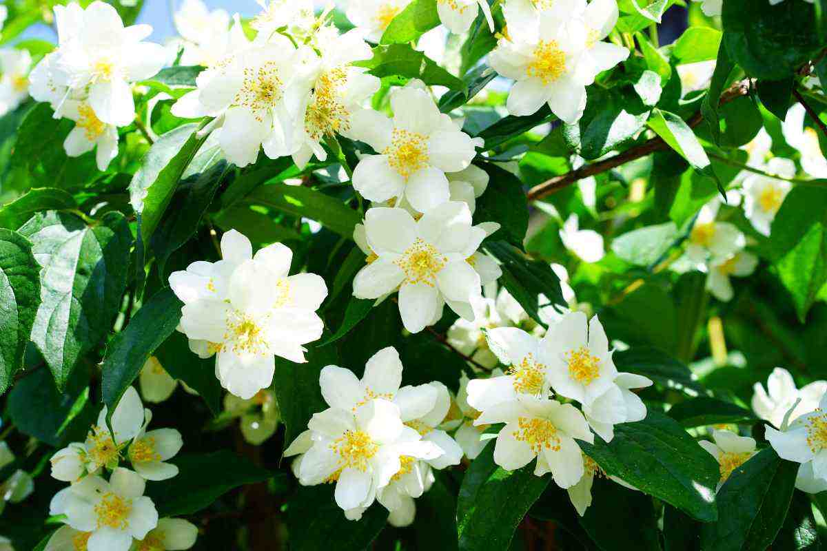 fiori