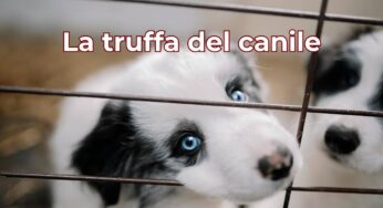 È gratis, paghi solo il canile”: la truffa che svuota portafogli e illude chi vuole salvare i cuccioli