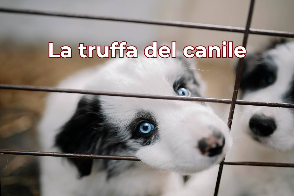 Cucciolo con occhi azzurri dietro le sbarre e scritta: "la truffa del canile"