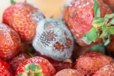 Fragole con muffa