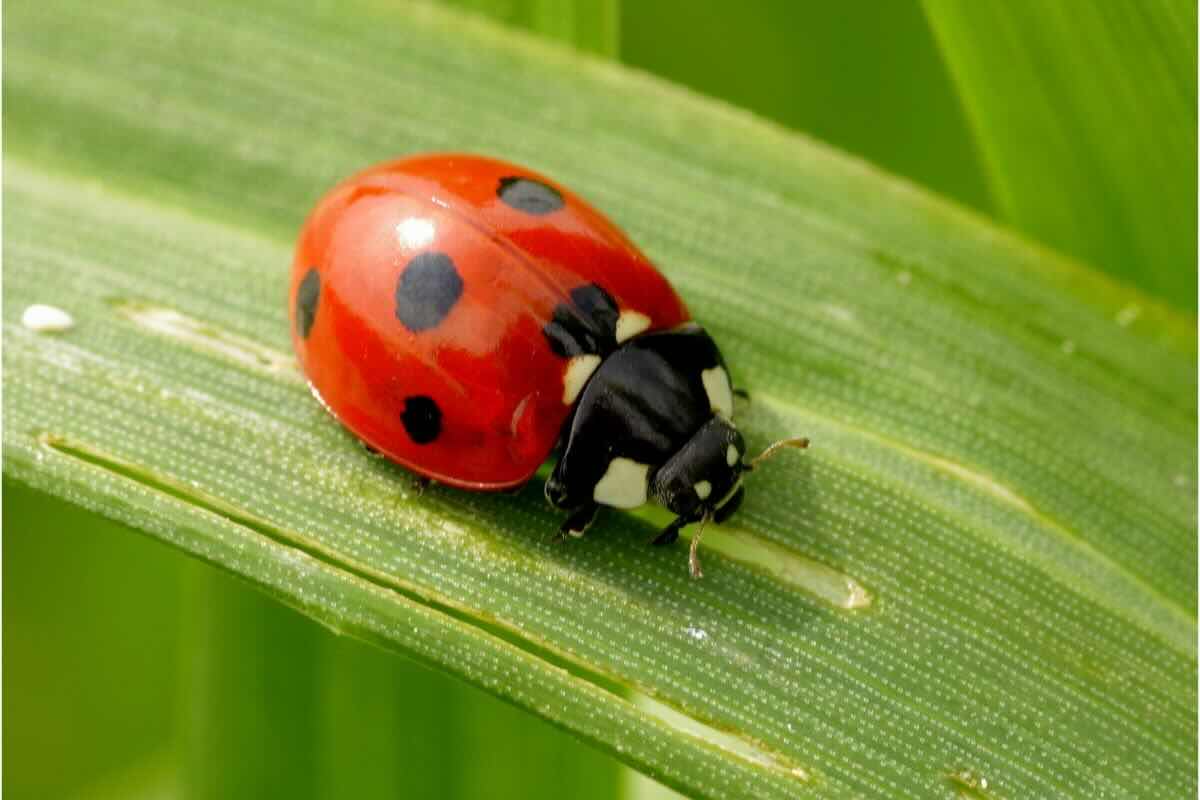 Coccinella su foglia verde