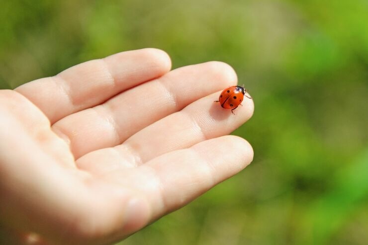Coccinella sul dito della mano