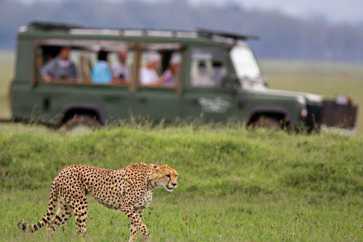 Macchina e leopardo