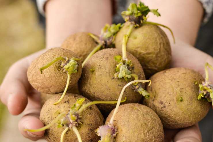 patate germogliate