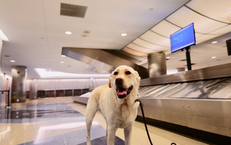 Cane in aeroporto
