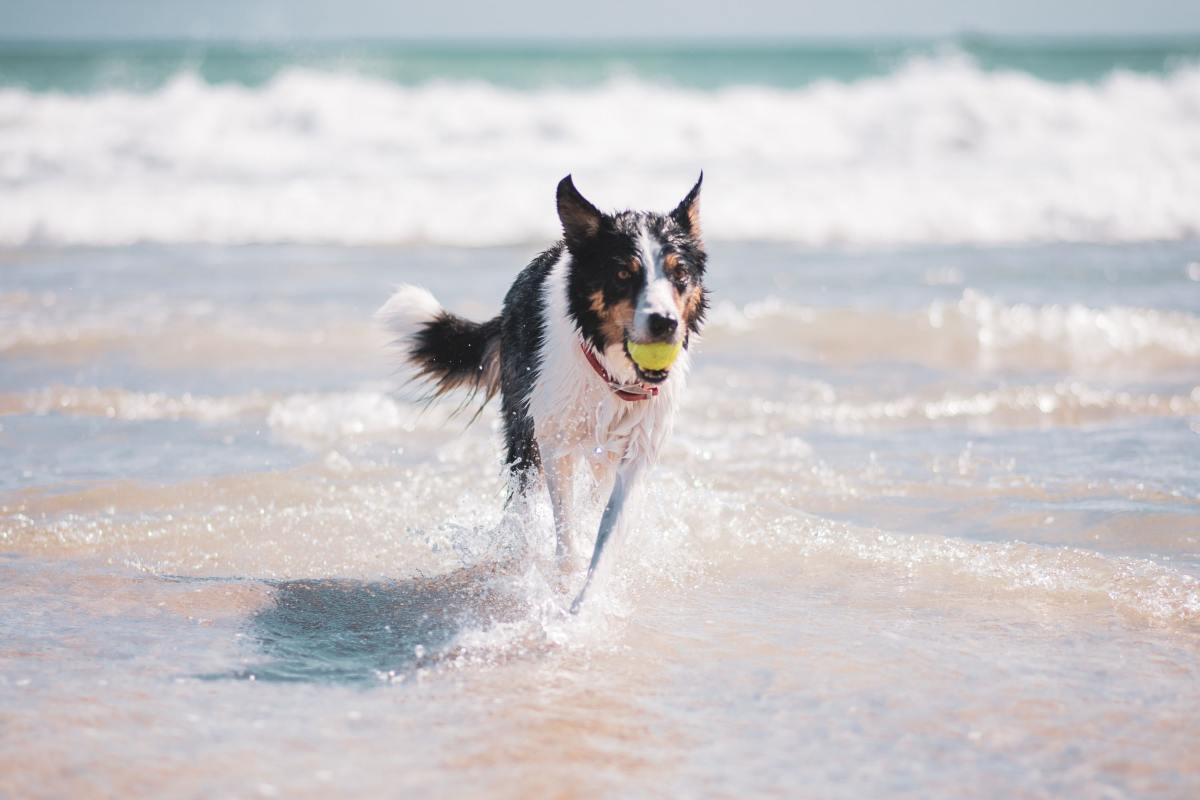 Cane corre al mare